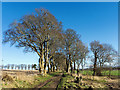 Path from St Martins Cemetery to St Martins, Black Isle