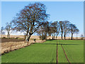 NH6462 : Fields at St Martins, Black Isle by Julian Paren