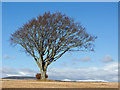 Beech tree above St Martins