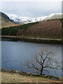 NY4711 : Lone tree at Haweswater Shore by Trevor Littlewood