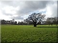 TQ1973 : Old oak tree, Richmond Park by Christine Johnstone
