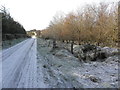 Frosty at Loughmacrory