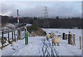 NH8910 : Sheep by a level crossing, on the Speyside Way by Craig Wallace