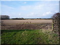 Stubble field west of National Cycle Route 1 