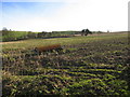 Abandoned agricultural roller in field of swedes