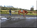 Exercising a horse, Tattykeel