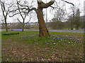 Crocuses alongside Church Hill Road