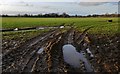 Badlesmere: Field sown with a spring crop opposite the church