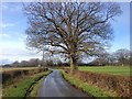 Bettenham Lane, near Biddenden