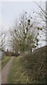 Mistletoe parasitising trees -a common sight in Somerset