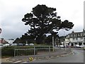 Evergreen tree, Banks Road, Sandbanks