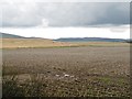 Potato field, Blackhills