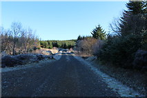 NX4098 : Forest Road to Tairlaw Ring by Billy McCrorie