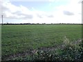 Field of winter cereals, south-west of Cow Close Hill