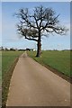 SO9264 : Tree beside a farm road by Philip Halling