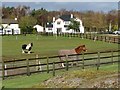 Horses and caravans at Lurcher Farm