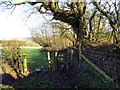 Llwybr Nantllan / Nantllan path