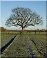 Bridleway and tree, near Brandesburton