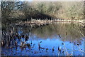 Pond (2), Valentec Nature Reserve