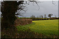 ST2734 : Sedgemoor : Grassy Field by Lewis Clarke