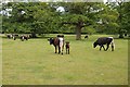 SO7911 : Gloucester cattle in Hardwicke Park by Philip Halling