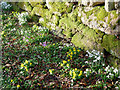 NH6853 : Signs of spring beside the road to Bay Farm by Julian Paren