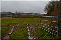 Sedgemoor : Grassy Field