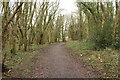 Woodland Path to the Pond, Blairmount Park