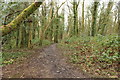 Track in Doonhill Wood