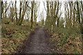 Woodland Path, Doonhill Wood