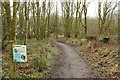 Woodland Path, Doonhill Wood