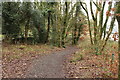 Woodland Path, Doonhill Wood