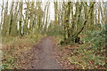 Woodland Path, Doonhill Wood