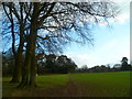 View over large field from clump to the drive to Roffey Park