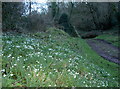 Snowdrops by the stream