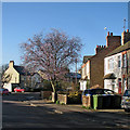 Blossom in Blinco Grove