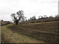 Behind the hedge near Hooton Common Farm