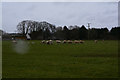 Bridgwater : Grassy Field & Sheep