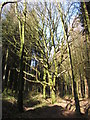 Trees and path in Coed Rhiw