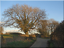 SS8278 : Tree beside Moor Lane, nr Nottage by eswales