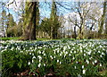 Snowdrops in Braunstone Park