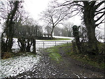H4376 : Gate, Mountjoy Forest East Division by Kenneth  Allen