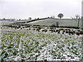 Mountjoy Forest East Division - a light dusting of snow