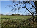 Field and woodland on the hill south of Otterton