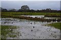 Bridgwater : Grassy Field