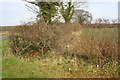 SP4017 : Junction of hedges beside Woodstock Road NE Stonesfield by Roger Templeman