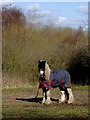 Tethered horse near Deepfields, Coseley