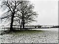 Trees, Beragh