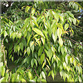 Foliage of Zelkova serrata, St Nicholas Park, Warwick