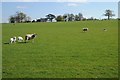 Sheep in a field near Staunton